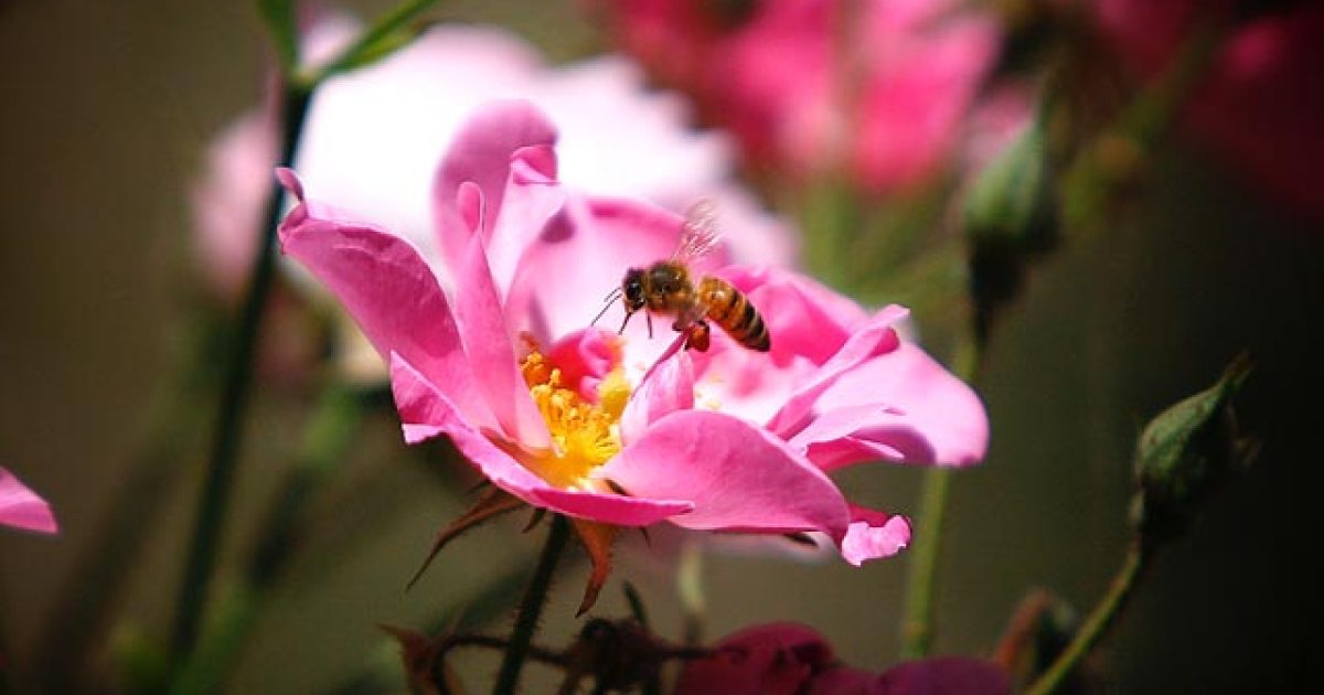 ako-mi-peter-planieta-pomohol-s-alergiou-na-pel-featured