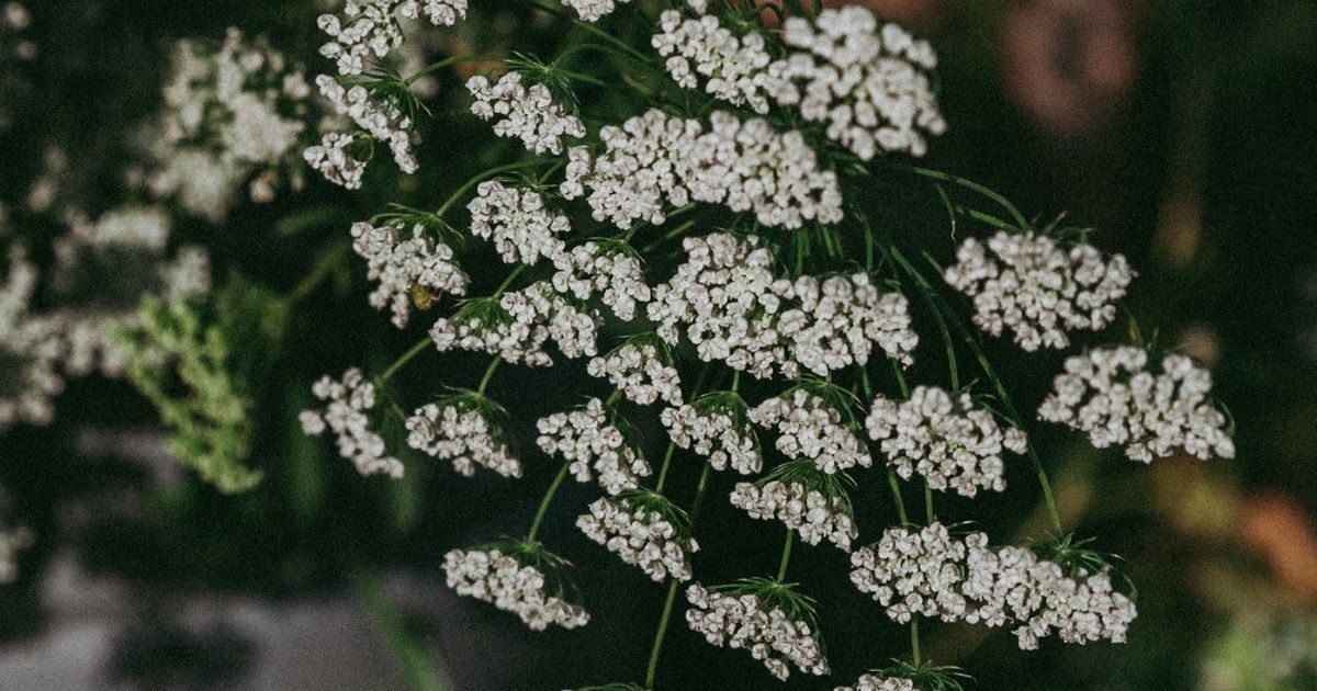 Aníz elementyzdravia