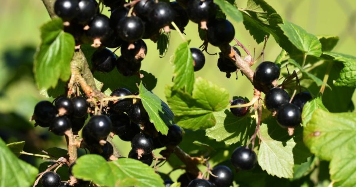 cierna-ribezle-titania-ker-3-ovocne-stromy-jesen