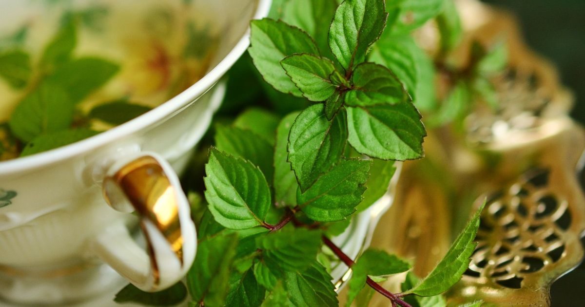 detoxzaludkaupokojenie