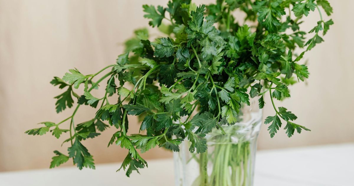 detoxzlcnikzakladna1