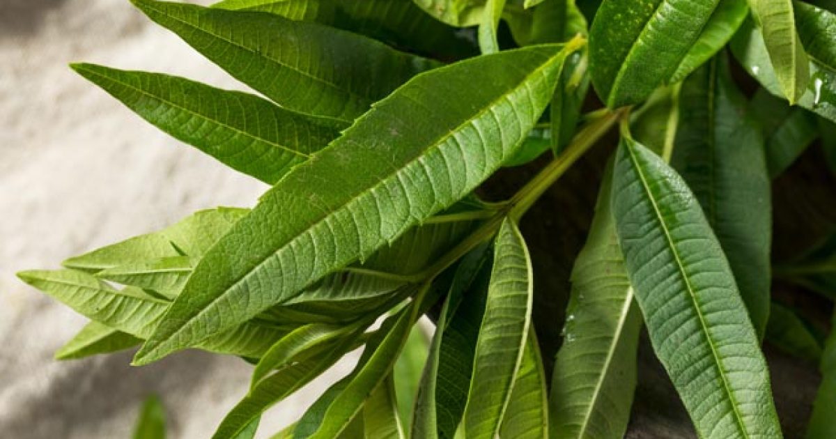 pomoczprirody-alojzia-citronova-featured