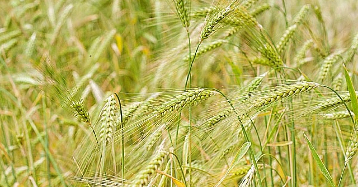 pomoczprirody-detoxikacia-krvi-mladym-jacmenom-featured