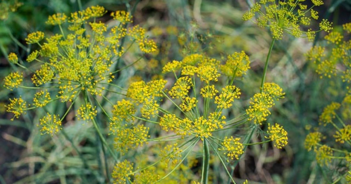 pomoczprirody-fenikel-obycajny-featured