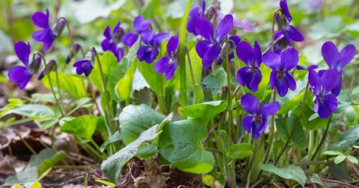 pomoczprirody-fialka-vonava-featured